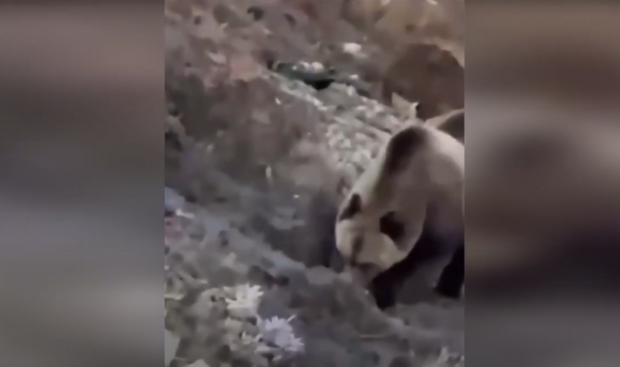 Skena të tmerrshme/ Ariu plaçkit varrin e sapohapur, punonjësit e varrezave e filmojnë teksa ushqehet me kufomën