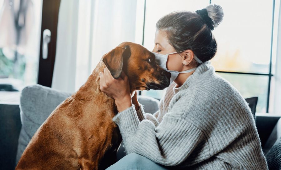 Studimi zbulon se qentë janë më të vështirë për t’u trajnuar që nga pandemia e COVID-it