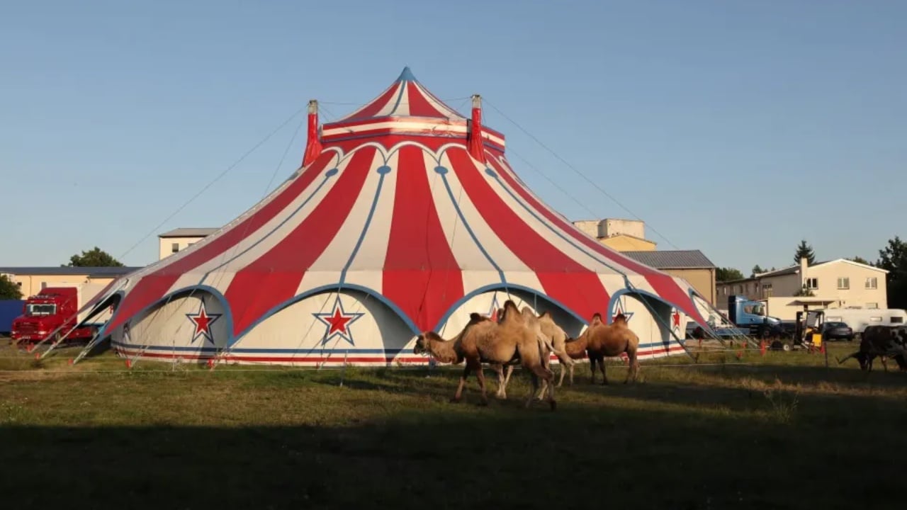 Tronditje në Gjermani, akrobatja bie nga trapezi dhe humb jetën gjatë një shfaqjeje cirku përpara spektatorëve