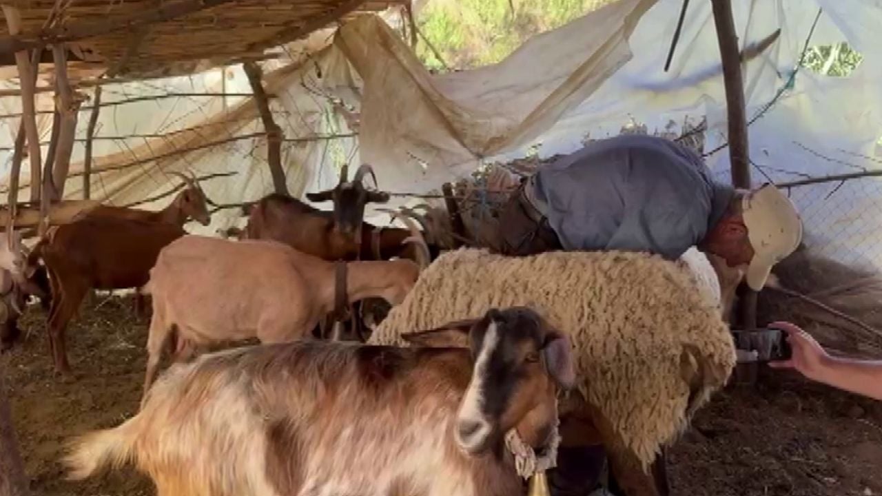 Ujku bën kërdinë në Lushnjë/ Hyn në kope dhe vret më shumë se 40 krerë, pronari: mendova se ishte hajdut