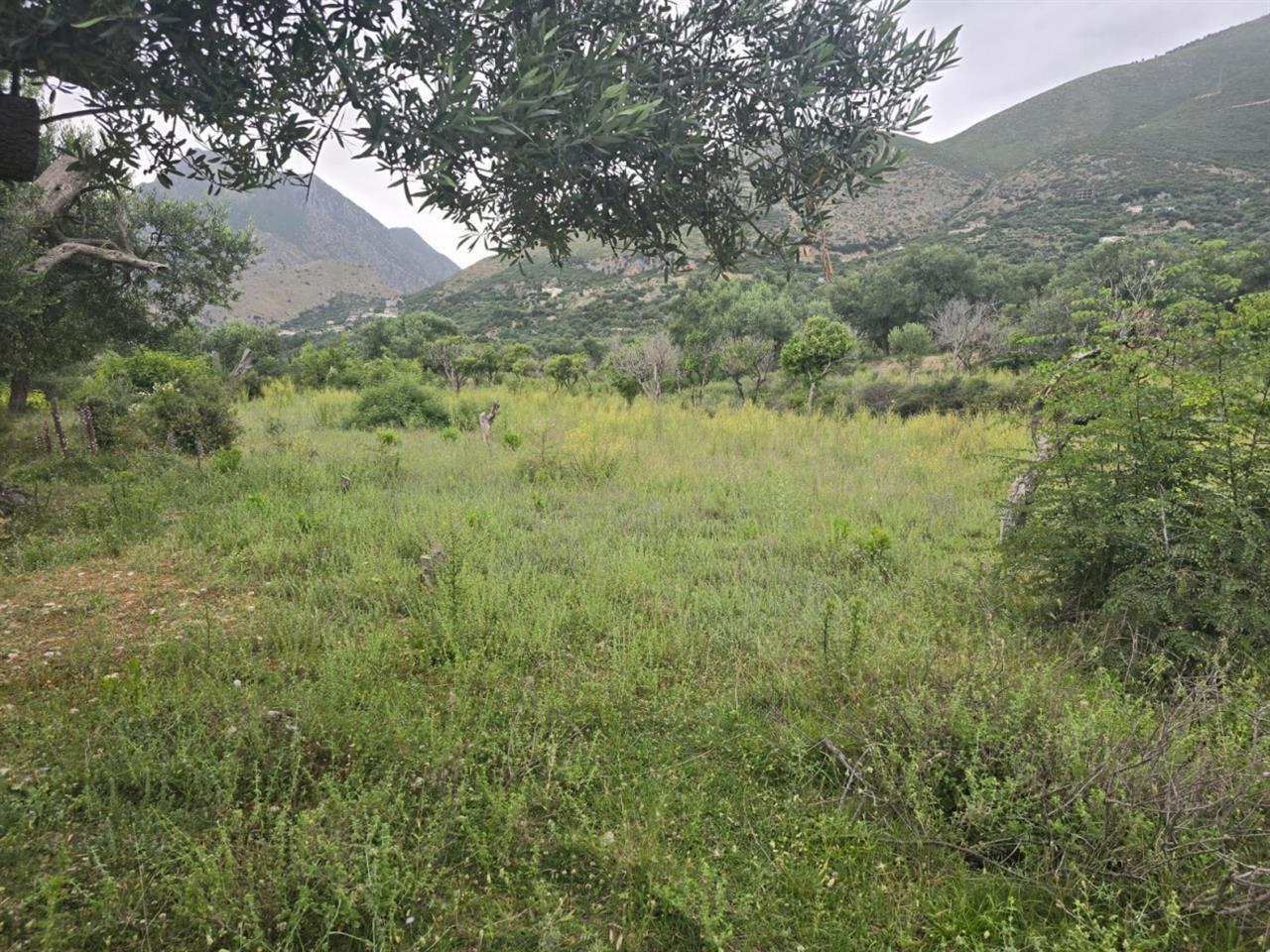 Vendimi i KKTU i hap rrugë ndërtimeve në “pemëtore” dhe “ullishte” pa pemë