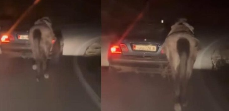 VIDEO/ E pazakontë! Tërhoqi kalin me makinë, procedohet 60-vjeçari