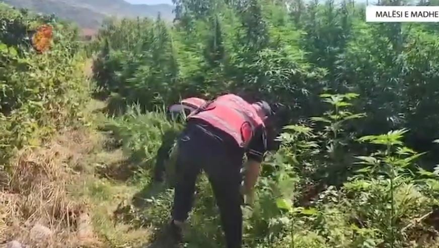 Zbulohen mbi 12 mijë bimë kanabisi në Malësi të Madhe, 14 persona të arrestuar