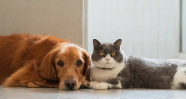 A e dinit se kafshët shtëpiake marrin karakterin e vetë pronarit?