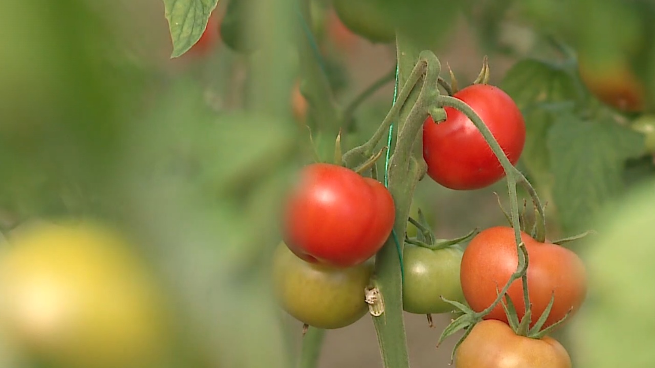 Bujqësia, “kusht” për integrimin/ Ekspertët europianë: Përafroni ligjet me BE, bashkimi i inspektorateve, hapi i duhur