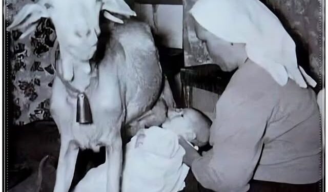 Dhia një gjidhënëse që u praktikua dhe rekomandohet për veçoritë natyrore të qumështit të saj