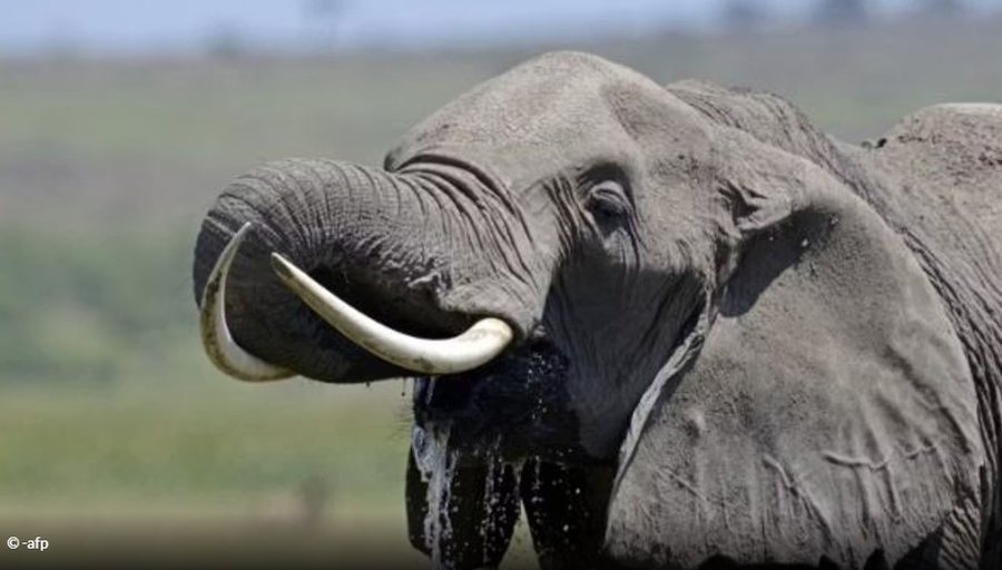 Elefanti sulmon makinën pas aksidentit, ndërron jetë deputeti…