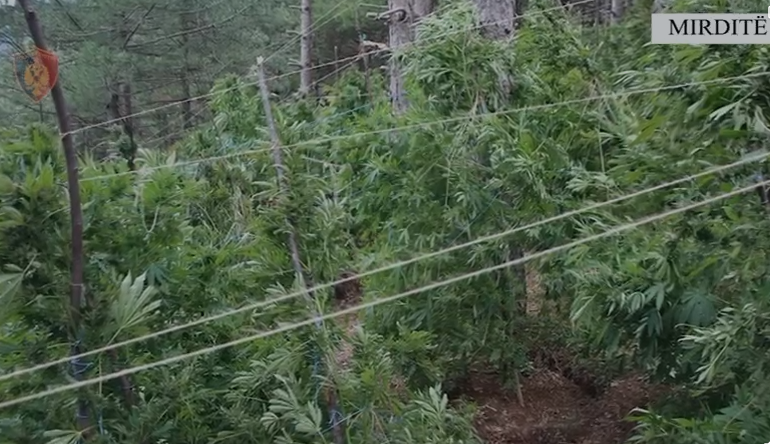 EMRAT/ Zbulohen dy parcela me lëndë narkotike në Lezhë, përfundojnë në pranga dy persona