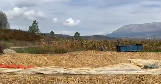 Fermerët e Maliqit ankohen për mungesë tregu: Shteti të na ndihmojë