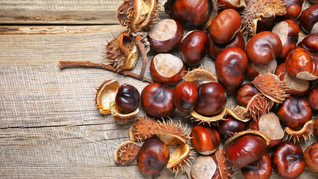 Gështenja – fruti që forcon zemrën dhe ndalon rritjen e qelizave tumorale