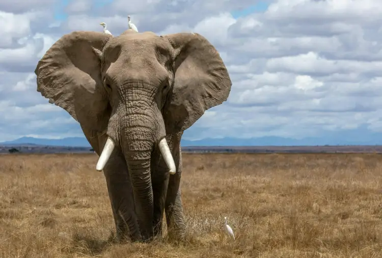 Gjëra të pabesueshme që mund të mos i dini për elefantët