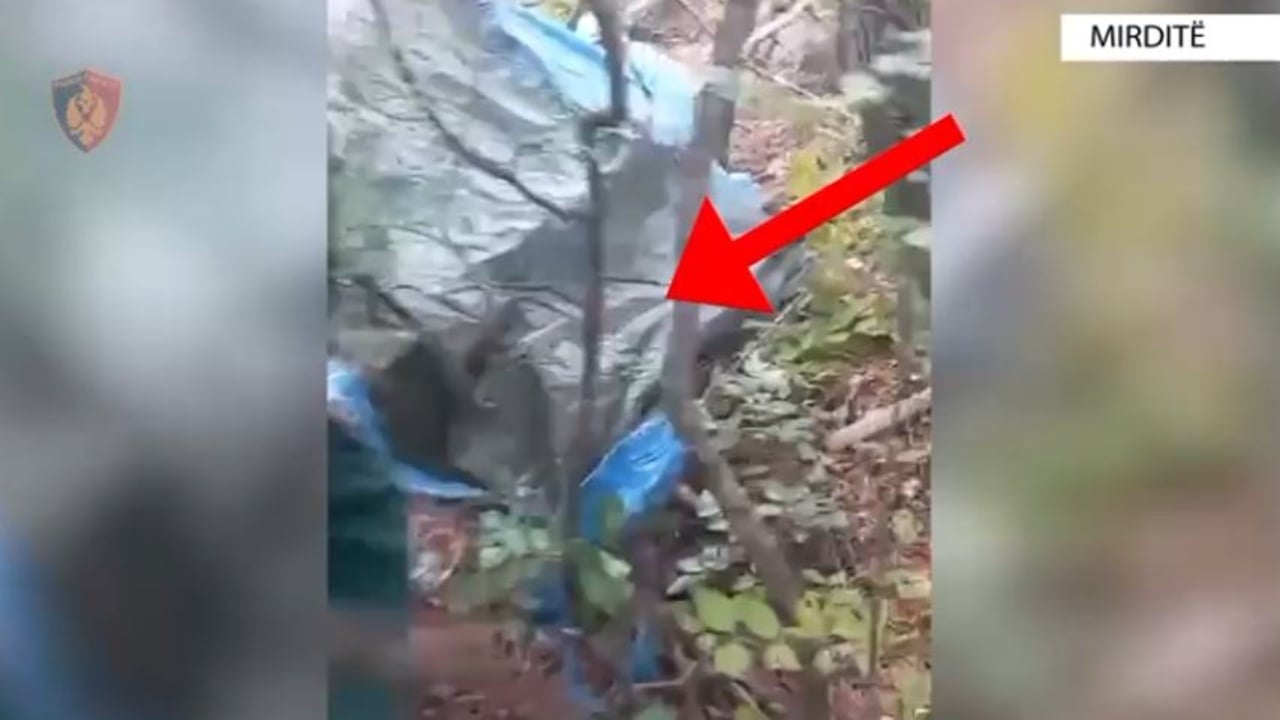 Kapet duke u kujdesur për bimët narkotike që kishte kultivuar, pranga 51-vjeçarit në Mirditë