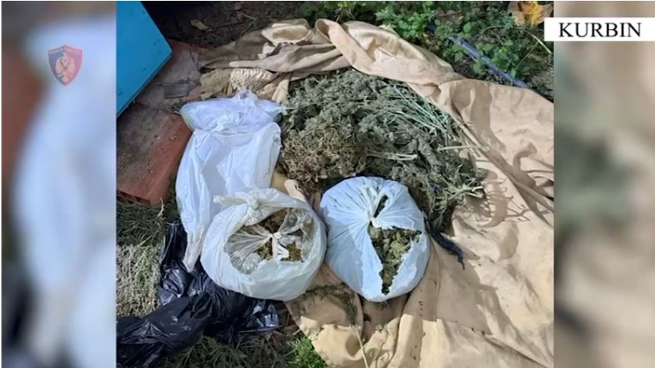 Kishte fshehur në banesë mbi 7 kg kanabis me qëllim shitjen, pranga 62-vjeçarit me precedentë penale në Lezhë