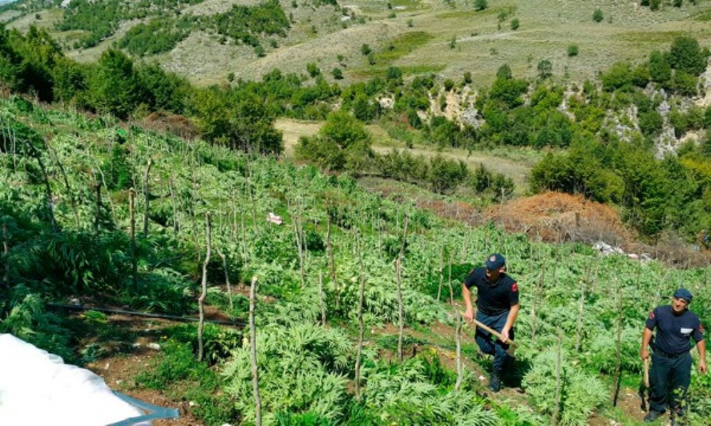Kishte mbjellë drogë në tokën e familjes, kapet i kërkuari