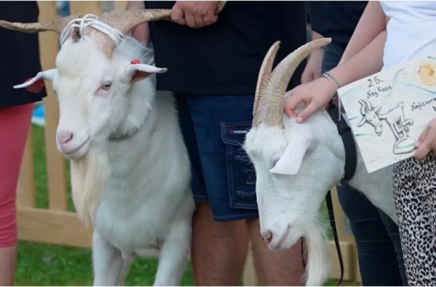 Konkursi i 25-të i Bukurisë së Dhive në Istri: Nga kafshë e ndaluar në simbol rajonal