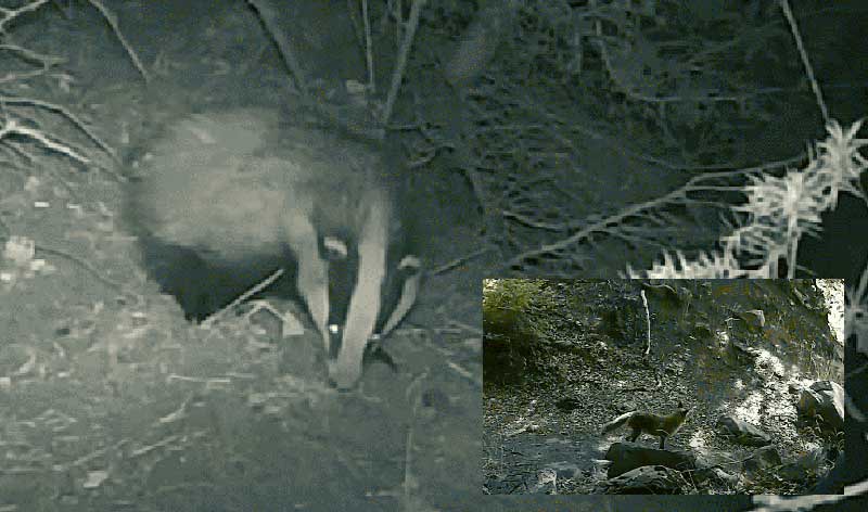 Kryeministri Rama ndan një kartolinë nga Shebeniku: “Fauna, një thesar që duhet mbrojtur”