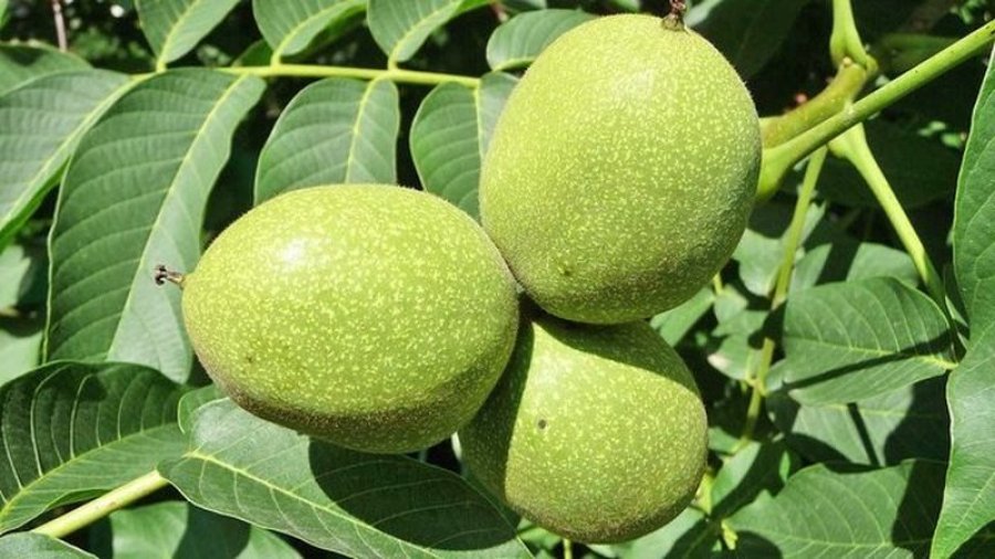 Kura me 40 arra të gjelbra të pabëra: Për tiroidet, gjakun dhe energjinë