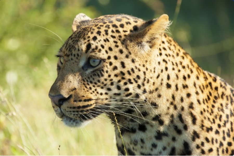 Leopardi shkaktoi panik: Hyri në hotel dhe u vendos përpara dhomës në katin e parë