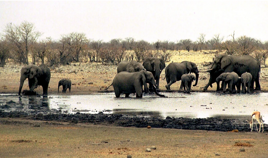 Ligjvënësit e BE-së i bëjnë thirrje OKB-së të marrë masa të ashpra kundër trafikimit të kafshëve të egra deri në vitin 2030