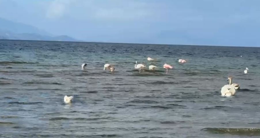 Magjia e vjeshtës në Pogradec: Flamingot ‘vizitorët’ e rinj të liqenit