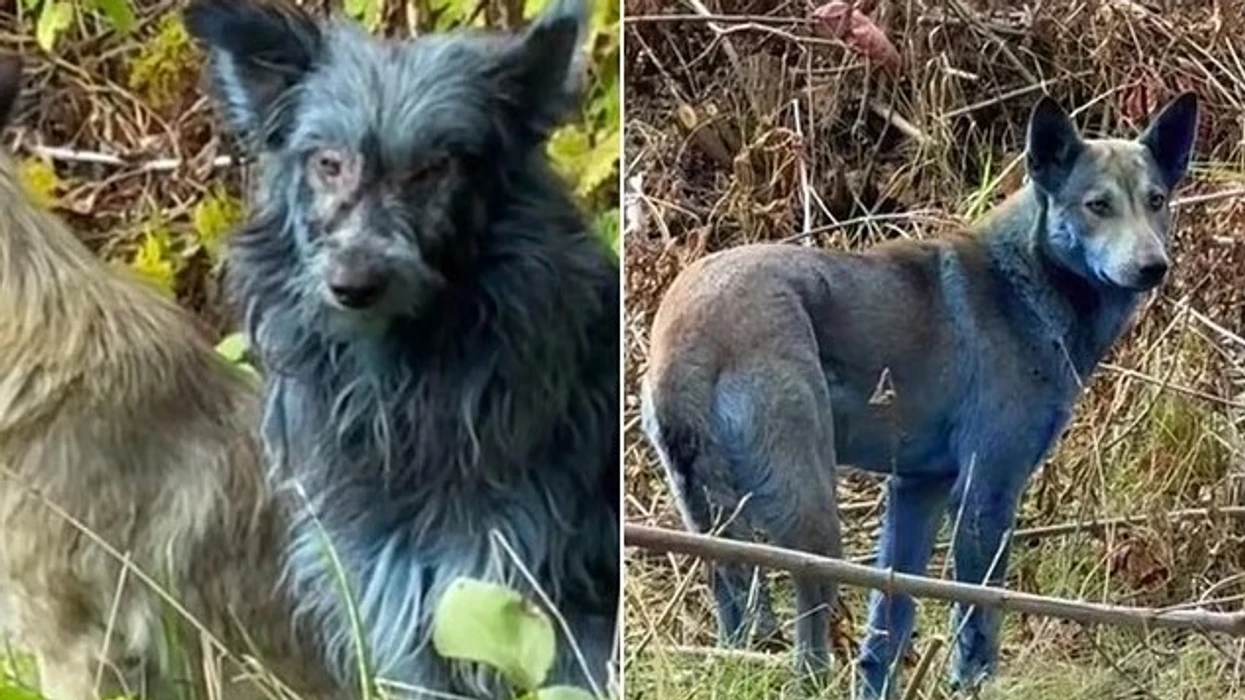 Mister, qentë e kaltër filmohen duke bredhur në vendin e katastrofës bërthamore të Çernobilit