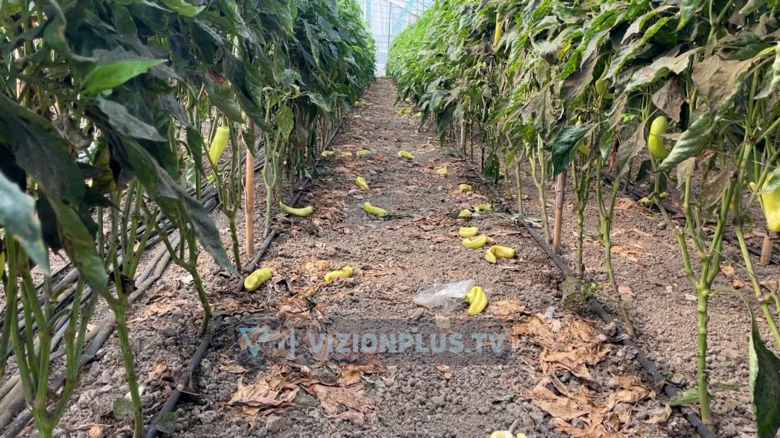 “Miza e bardhë” dëmton bujqësinë! Elbasan, insekti ka goditur mbi 10 hektarë tokë. Speci, më i dëmtuari