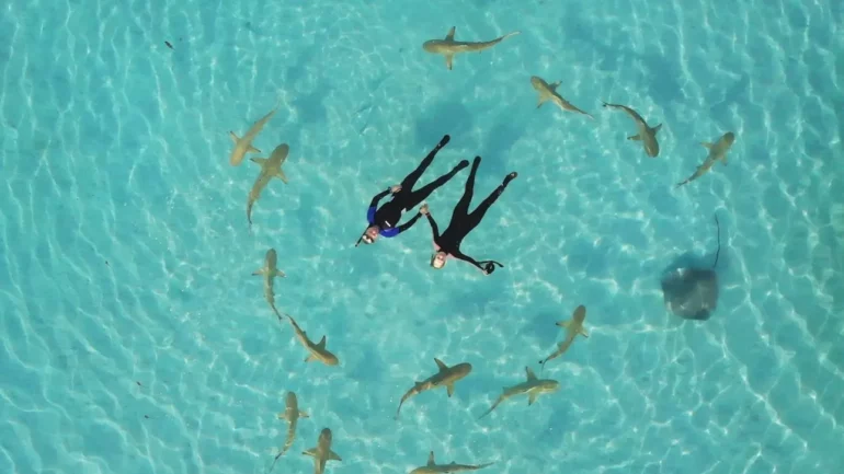 Një lloj peshkaqeni i cili nga studiuesit nuk konsiderohej i rrezikshëm për njerëzit, vrau dhe përpiu një 40-vjeçar