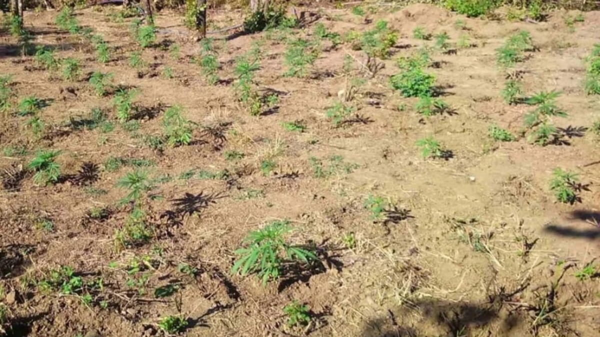 Operacion policor/ Zbulohet plantacioni me marijuanë pranë kufirit greko-shqiptar, sekuestrohen fidanët