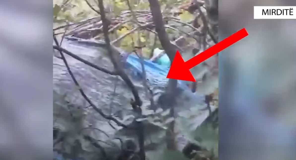 Operacioni policor “Koordinata” godet në Mirditë kultivuesit e bimëve narkotike