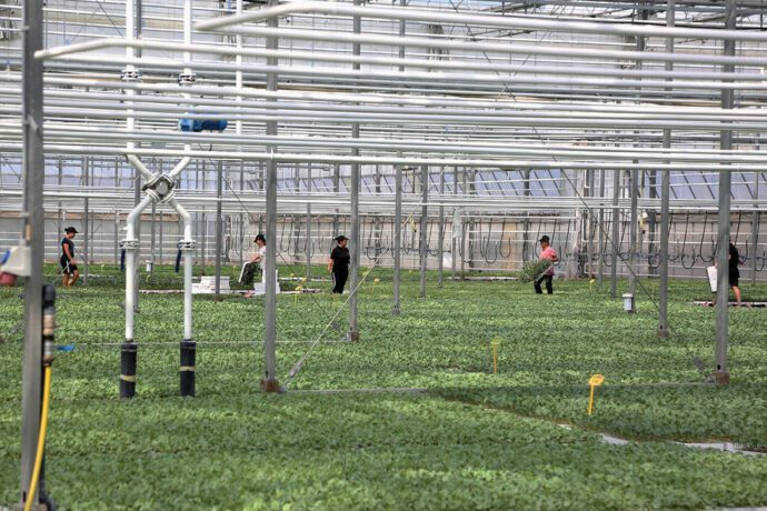 “Paratë e ngrira” të bujqësisë, BE teston aftësinë e Shqipërisë