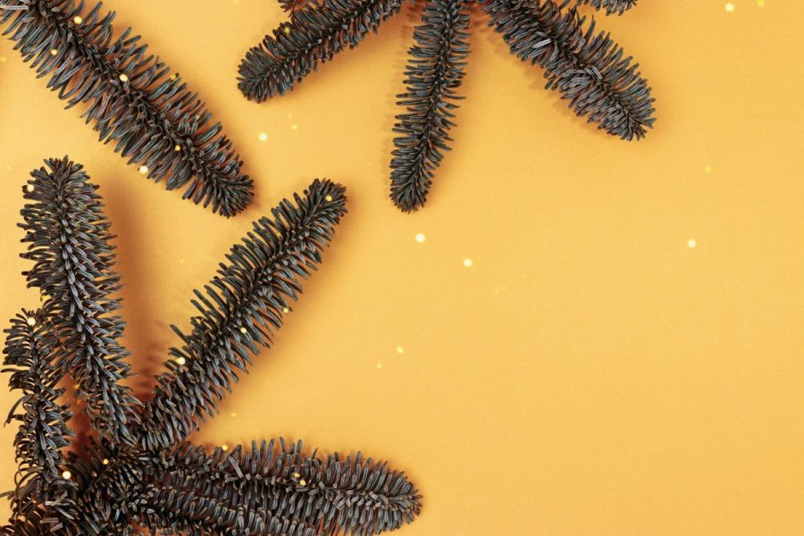 Pemët e bredhit ruajnë ar në ‘gjilpërat’ e tyre – bakteret i ndihmojnë ato