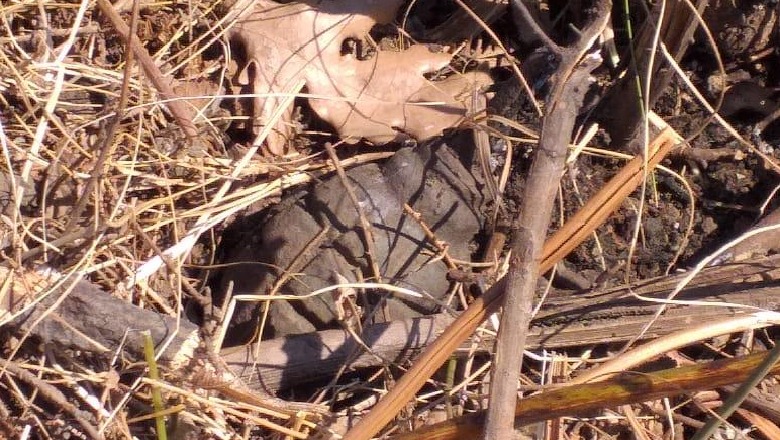 Po punonte me mjet bujqësor tokën, por i shpërtheu granata e vjetër, pëson dëmtime në trup 49-vjeçari