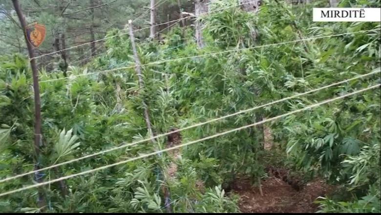 “Processing”/ Arrestohen dy persona, sekuestrohen rreth 33.7 kilogramë kanabis (EMRAT)