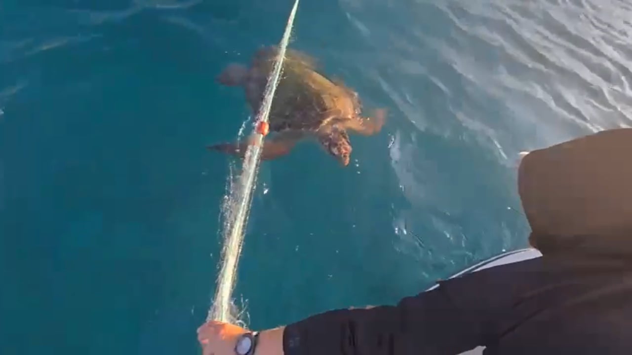 Rrezik për gjallesat e detit, aktivistët shpëtojnë breshkën detare të ngecur në rrjeta