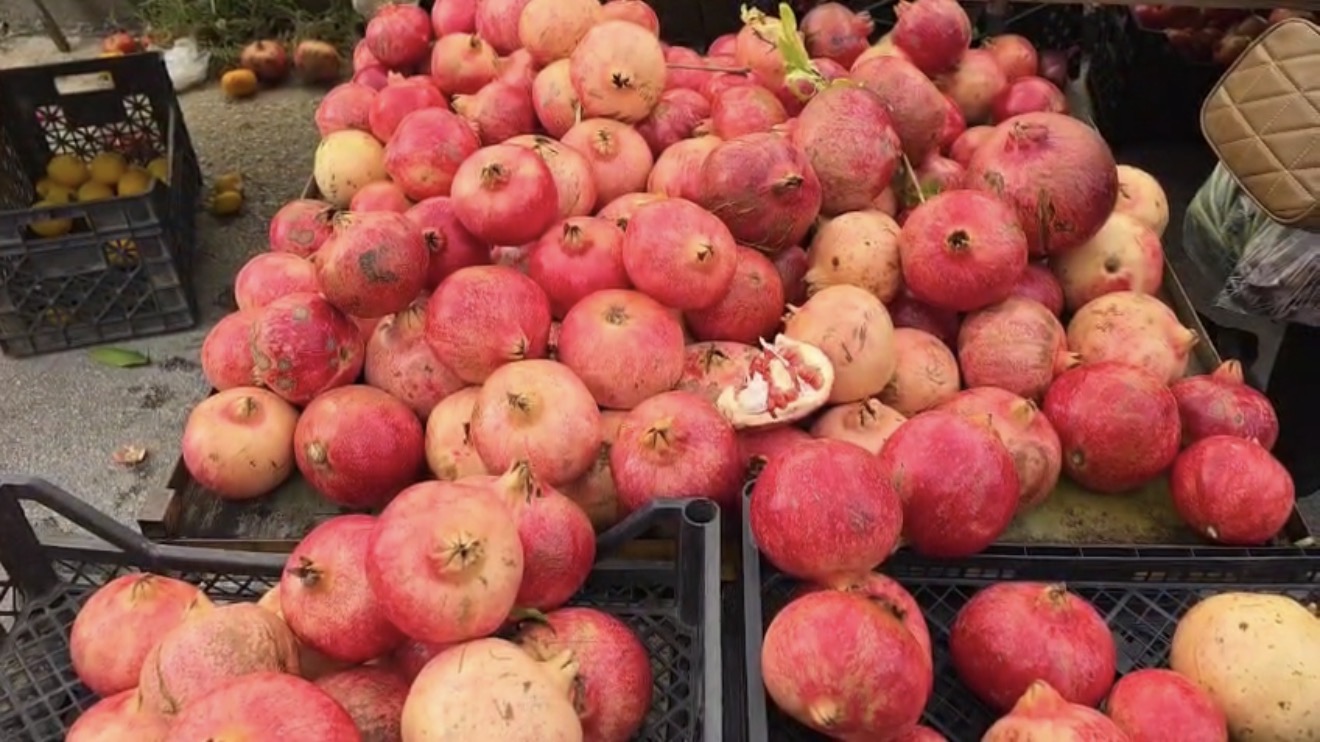 Shega, “mbretëresha” e vjeshtës — në Fier shtohen plantacionet dhe tregu lulëzon