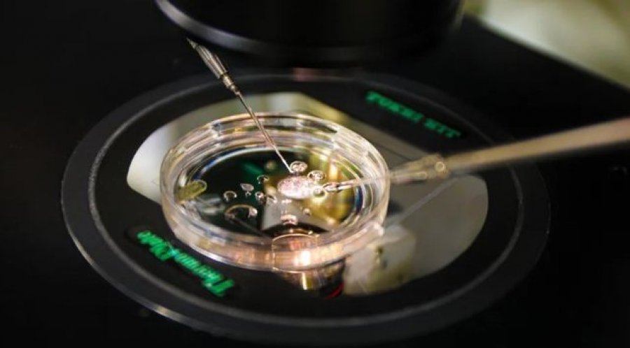 Shkencëtarët krijojnë embrione nga ADN-ja e lëkurës njerëzore