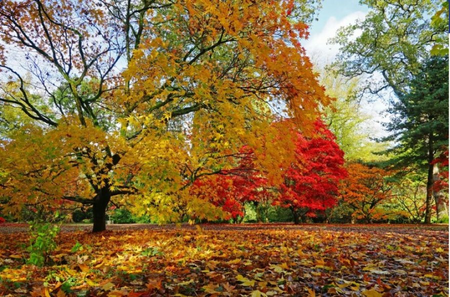 Si krijohen ngjyrat e mrekullueshme të gjetheve të vjeshtës?