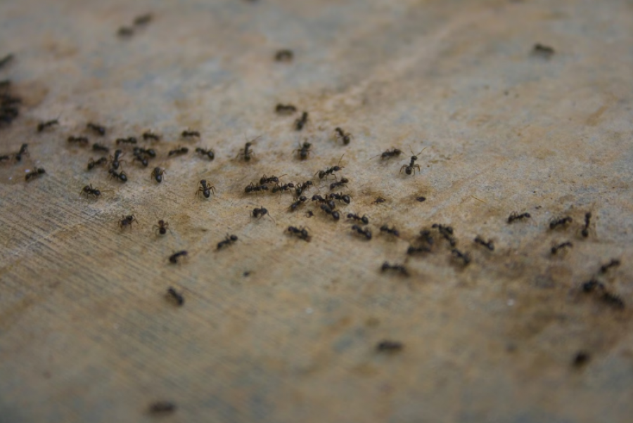 Si milingonat luftojnë epideminë