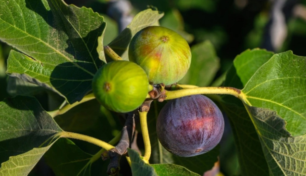 Si të përdorni gjethet e fikut si shurup