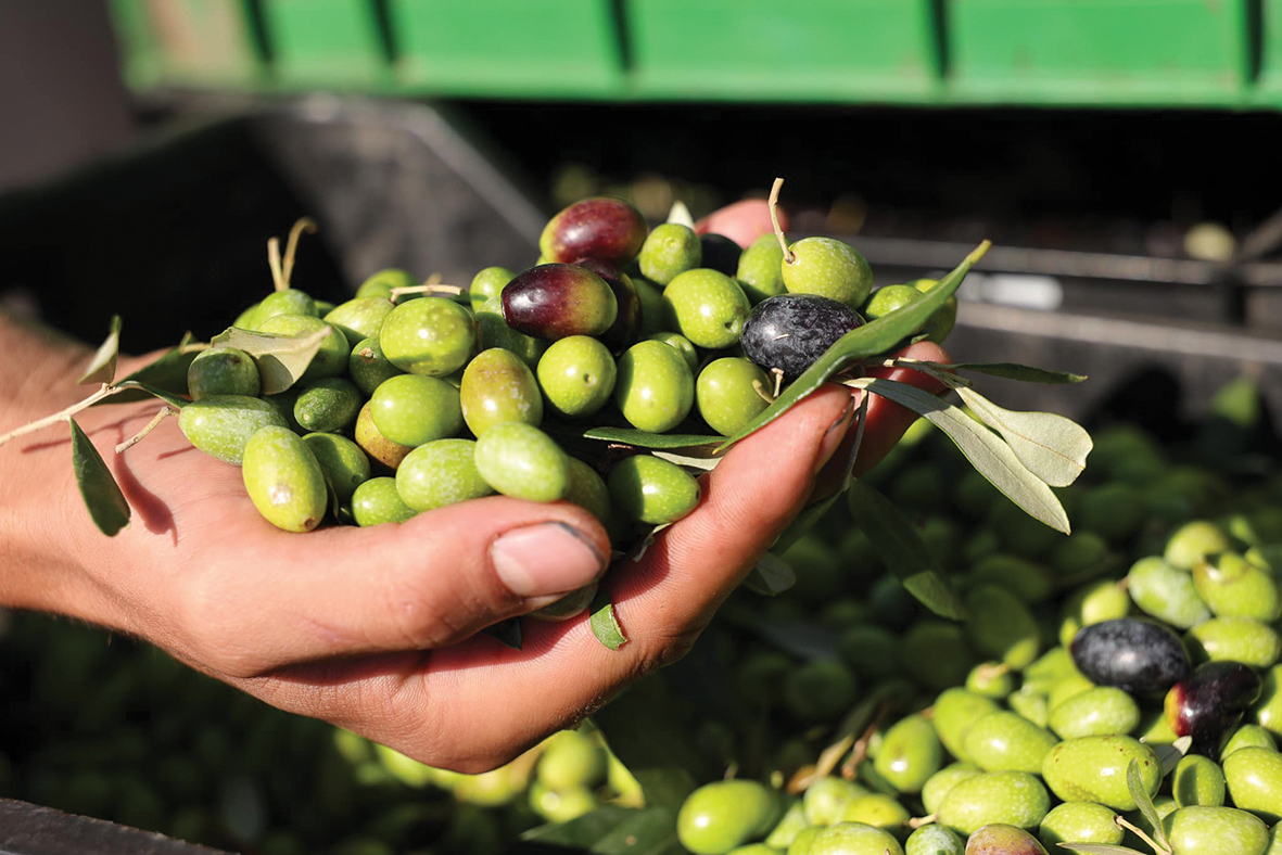 Statistika / Prodhimi, ulliri