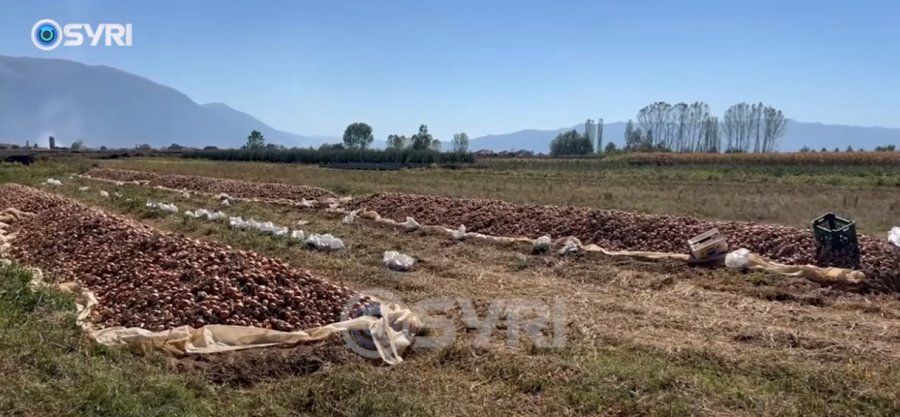 SYRI TV/ Maliq, tonelata me qepë drejt kalbjes, fermerët: Prodhimi stok, s`ka treg