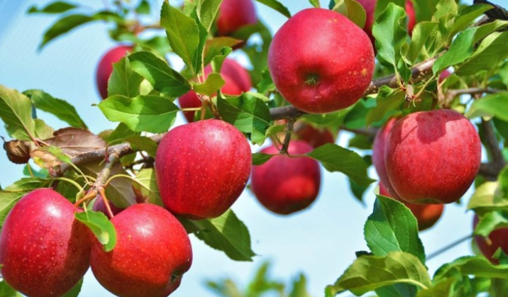 Ushqimet që shkaktojnë erën e keqe të gojës!