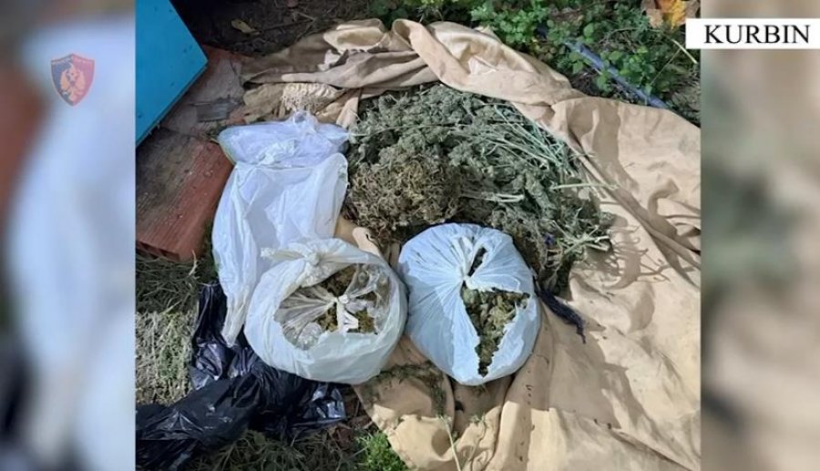 VIDEO/ 62-vjeçari në Kurbin kapet me 7 kg kanabis në banesë