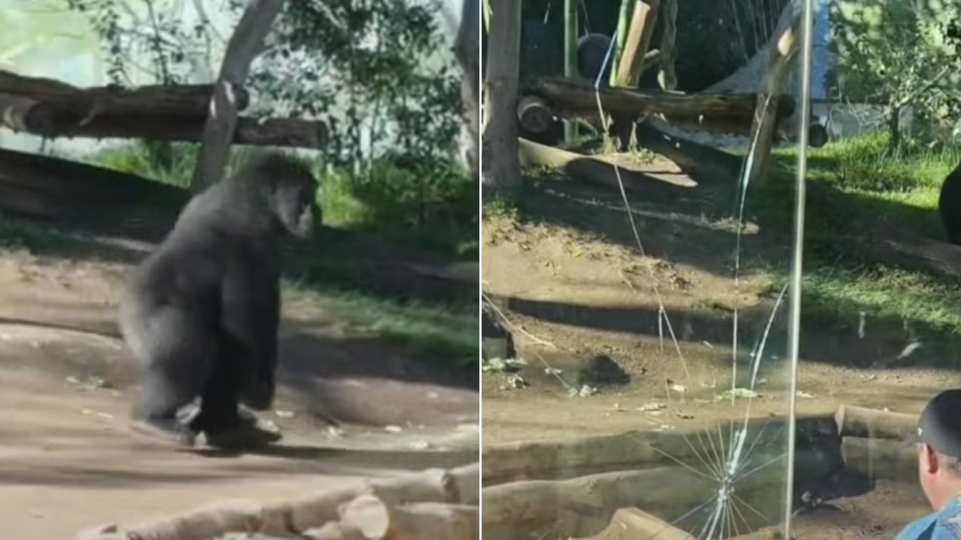 Video/ Gorilla vrapon dhe thyen barrierën prej xhami në kafazin e tij në Kopshtin Zoologjik të San Diegos