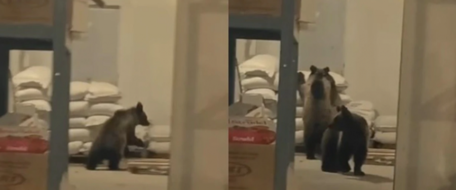 VIDEO/ Kosovë – Dy arinj futen në një depo ushqimore në Dragash, pronari i filmon