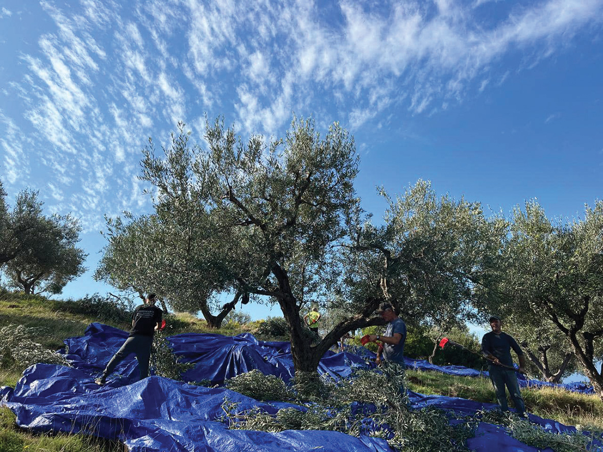 Vjelja e ullirit në 2025 nis me prodhim më të ulët, pritet deri në 50% më pak në disa zona