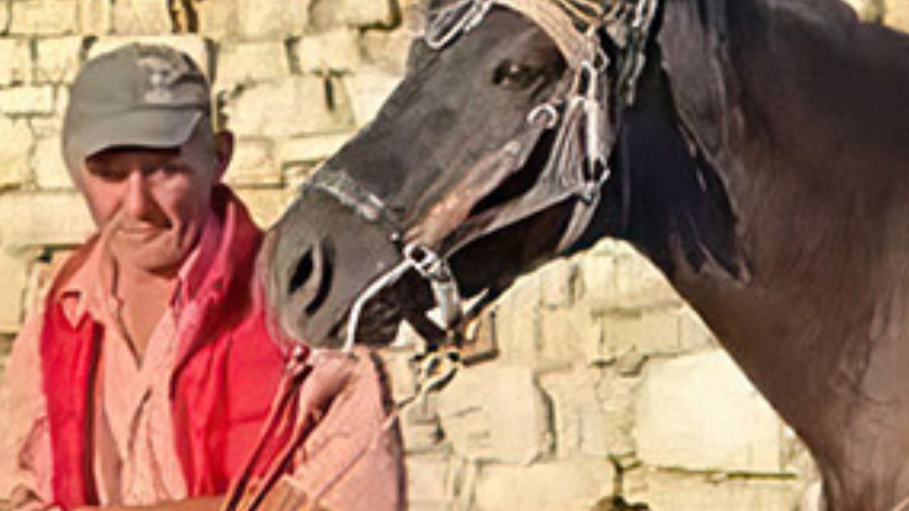 Vrau turistin nga Tirana për një foto me kalin e tij, zbulohet e shkuara e Kristo Memës, i dënuar 25 vite burg në Greqi