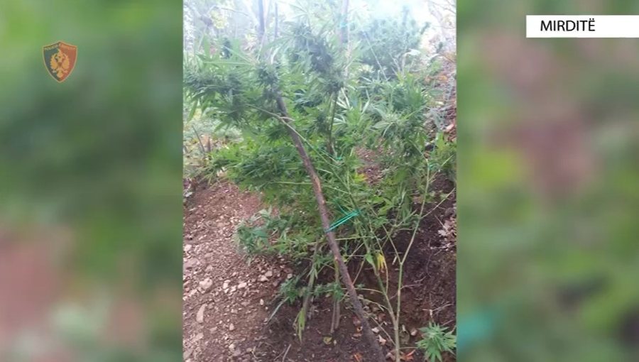 Zbulohet parcela me kanabis në Mirditë, kapet në flagrancë kultivuesi