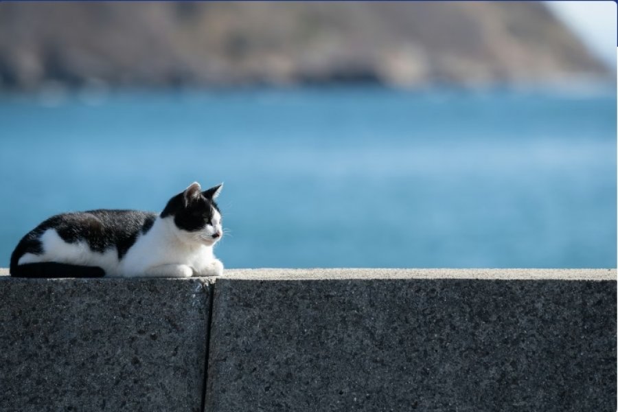 131 mace të egra u larguan nga ishulli: Ajo që ndodhi më pas i habiti edhe shkencëtarët