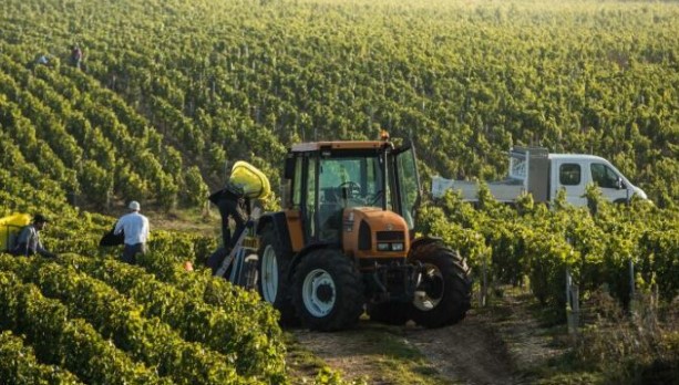 Abuzime me skemën e mbështetjes për fermerët, pezullohen 2 inspektorë të AZHBR-së dhe 6 veterinerë